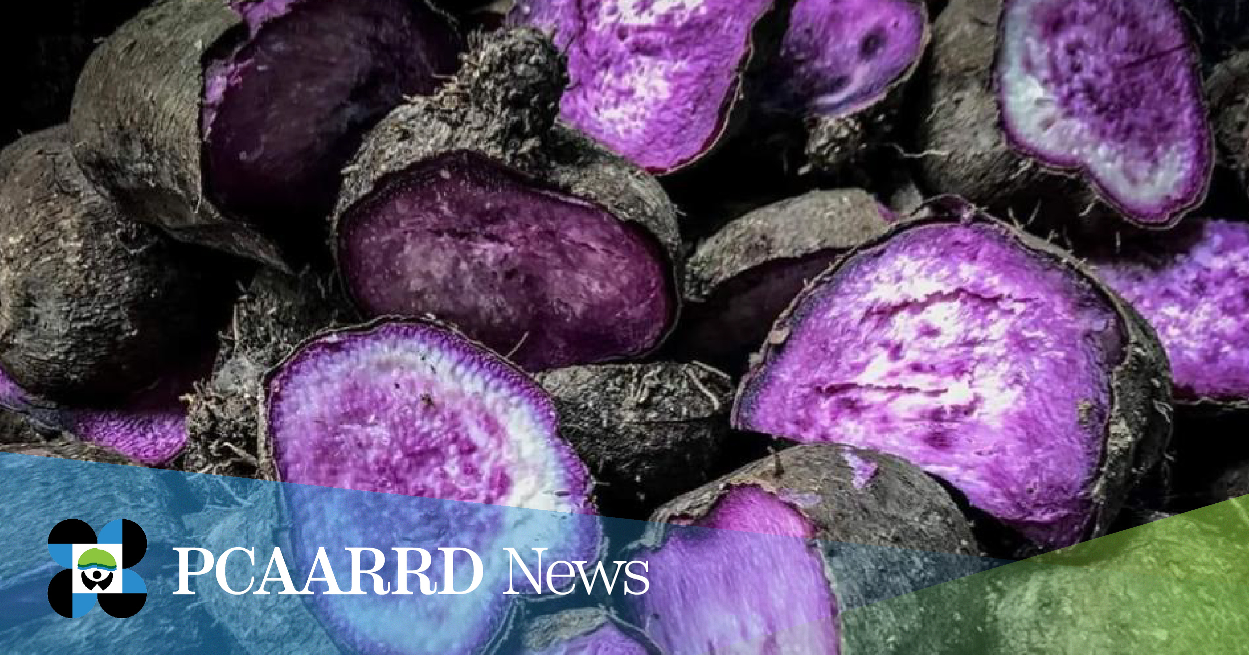 R&amp;D project targets Bohol’s year-round production of ‘Ubi Kinampay’ and other purple yam varieties